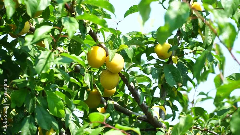Plums. Plum harvest. Ripe plums hang on a tree. Large purple plums against the background of the sun's rays. Fruit picking concept. Gardening. Fresh fruits Plums. Plum harvest. Ripe plums hang on a tree. Large purple plums against the background of the sun's rays. Fruit picking concept. Gardening. Fresh fruits