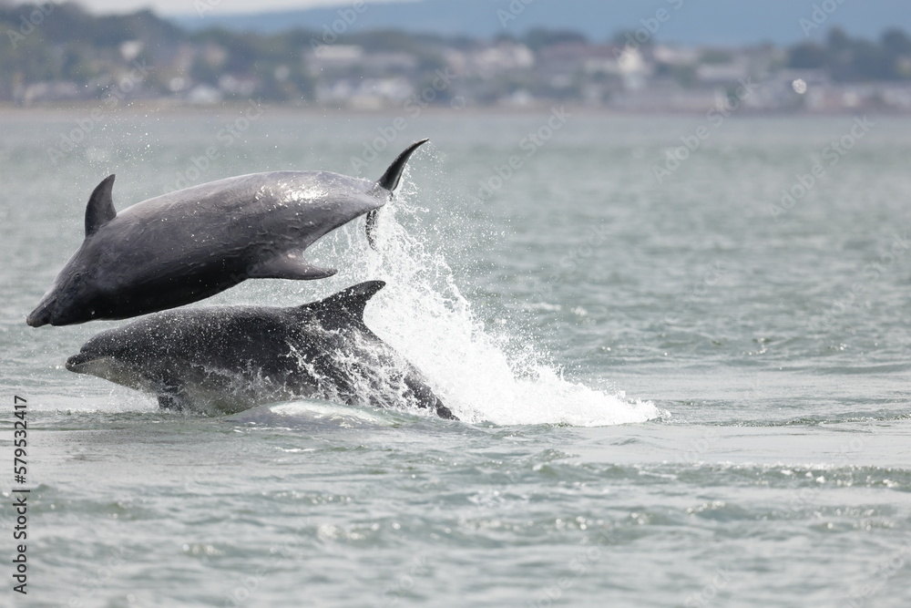 Fototapeta premium Two adult bottlenose dolphins breaching in playful manner during a fish hunting session at channonry point in Scotland. On one of the dolphins in mid air it has the eye open. Images taken from shore 