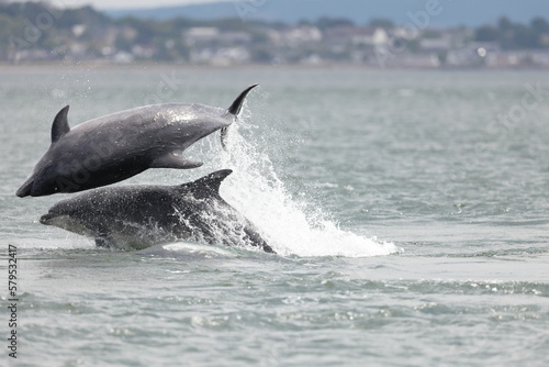 Two adult bottlenose dolphins breaching in playful manner during a fish hunting session at channonry point in Scotland. On one of the dolphins in mid air it has the eye open. Images taken from shore
