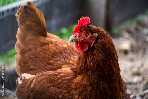 Chicken Gaze