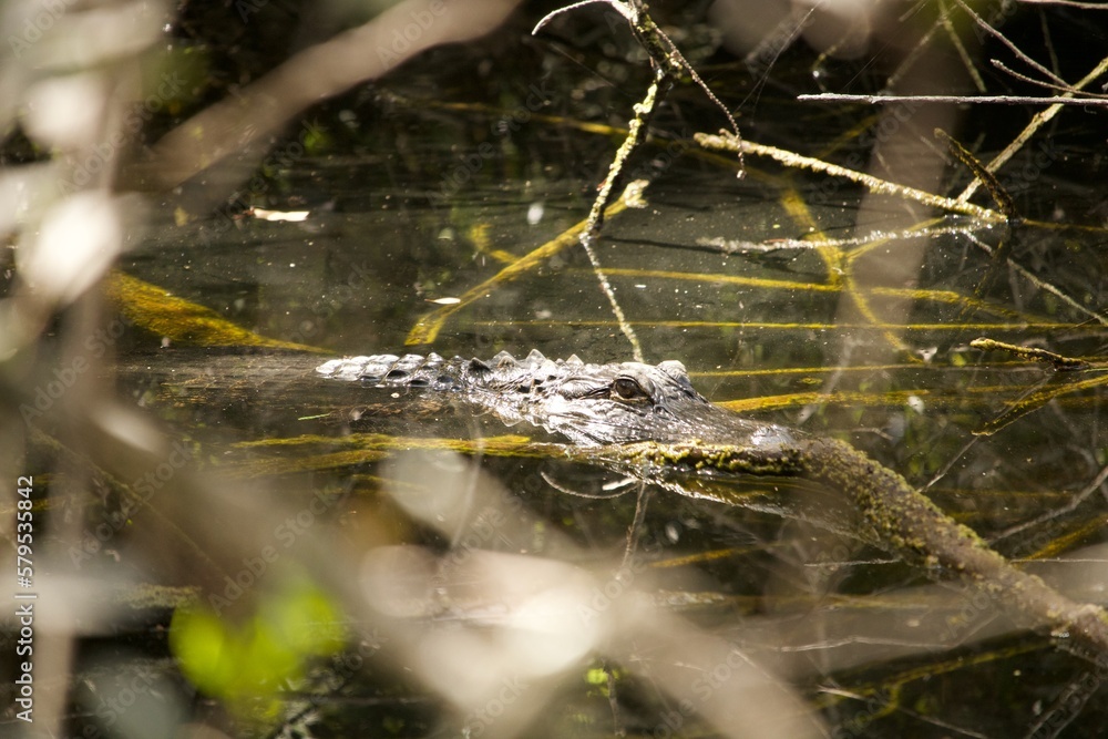 alligator in the swamp