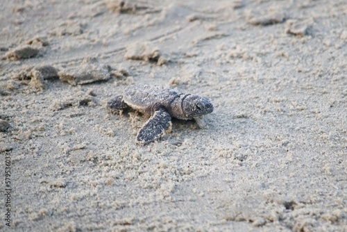 Sea Turtle Going Home