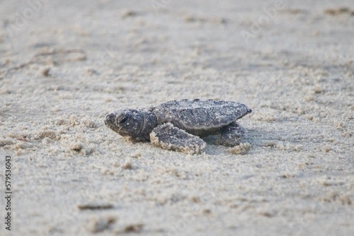 Baby Sea Turtle Going Home © Tisha
