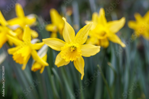 Yellow daffodils blooming in a garden