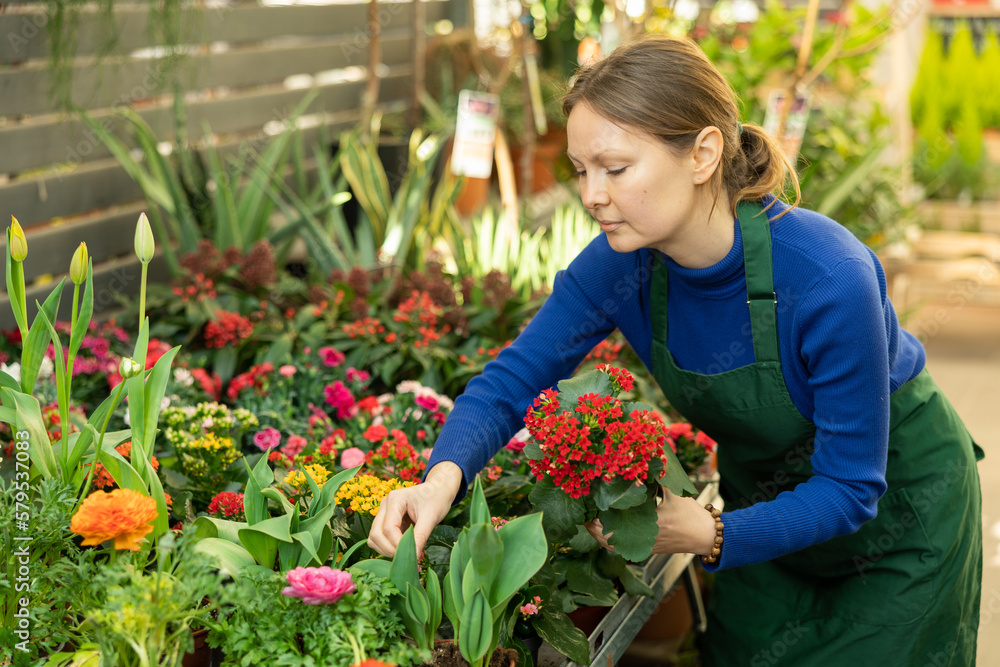 Female gardener tending to potted kalanchoe in container garden
