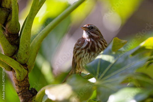 A male Song Sparrow perched on a tree branch in Puyallup, Washington.