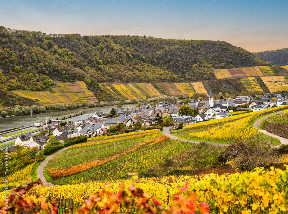 Bruttig-Fankel village and steep Colourful vineyards on Moselle river in Cochem-Zell, Germany