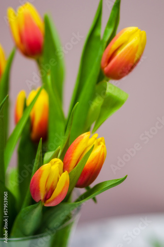 bouquet of red-yellow tulips on a light background 4