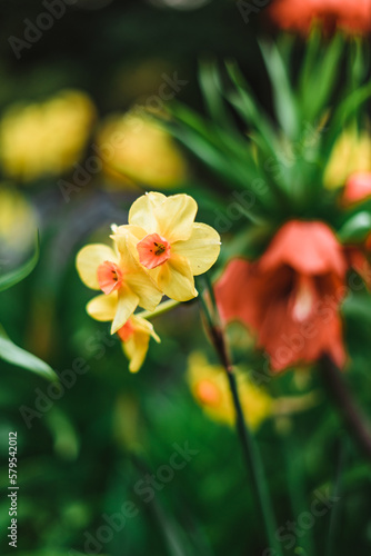 Blooming Narcissus with raindrops on it in spring with snow on the ground