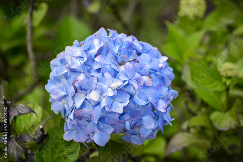Blue Flower