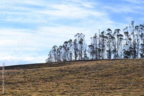 Grass and Eucalyptus forest