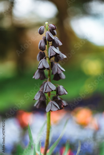Fotografía Fritillaria persica is a Middle Eastern species of flowering plant in the lily f