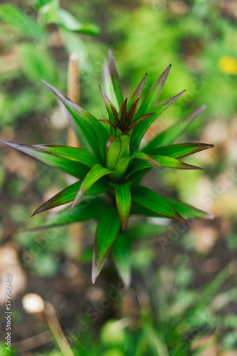 Dracophyllum is a genus of plants belonging to the family Ericaceae