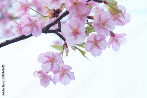 河津桜の花が一足早く満開に。もう春はそこまで。背景を処理し、花びらの透明感を撮影