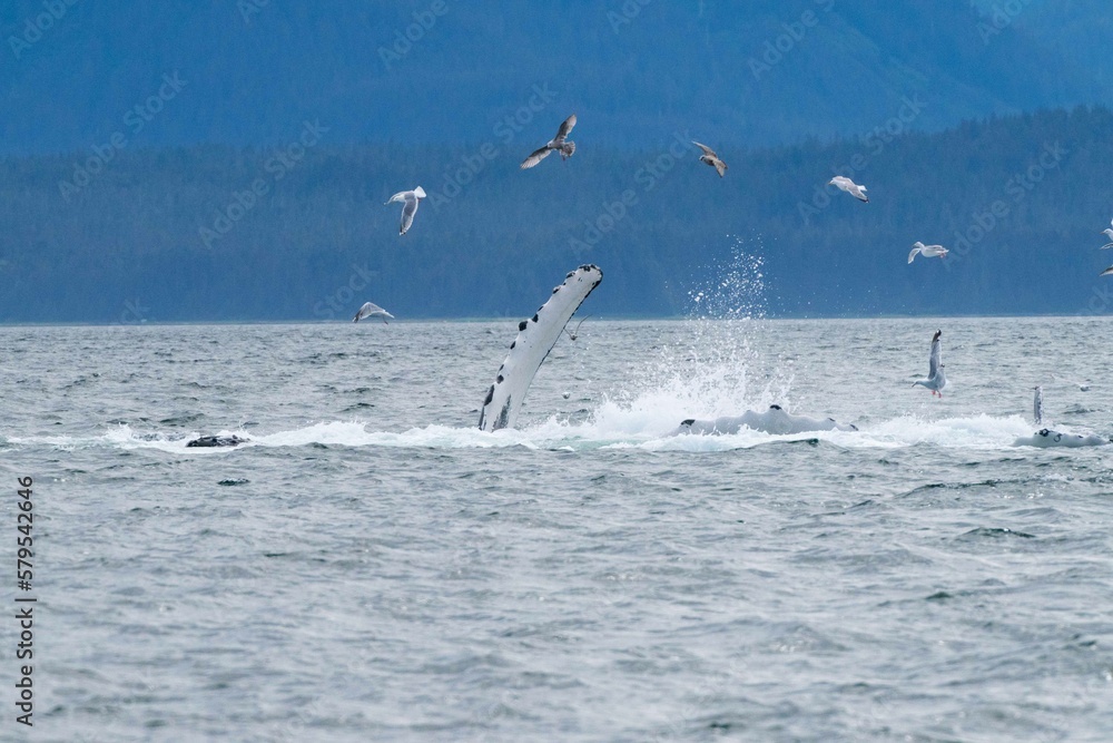 Naklejka premium multiple seagulls hovering over white humpback whale fin exposed from underwater