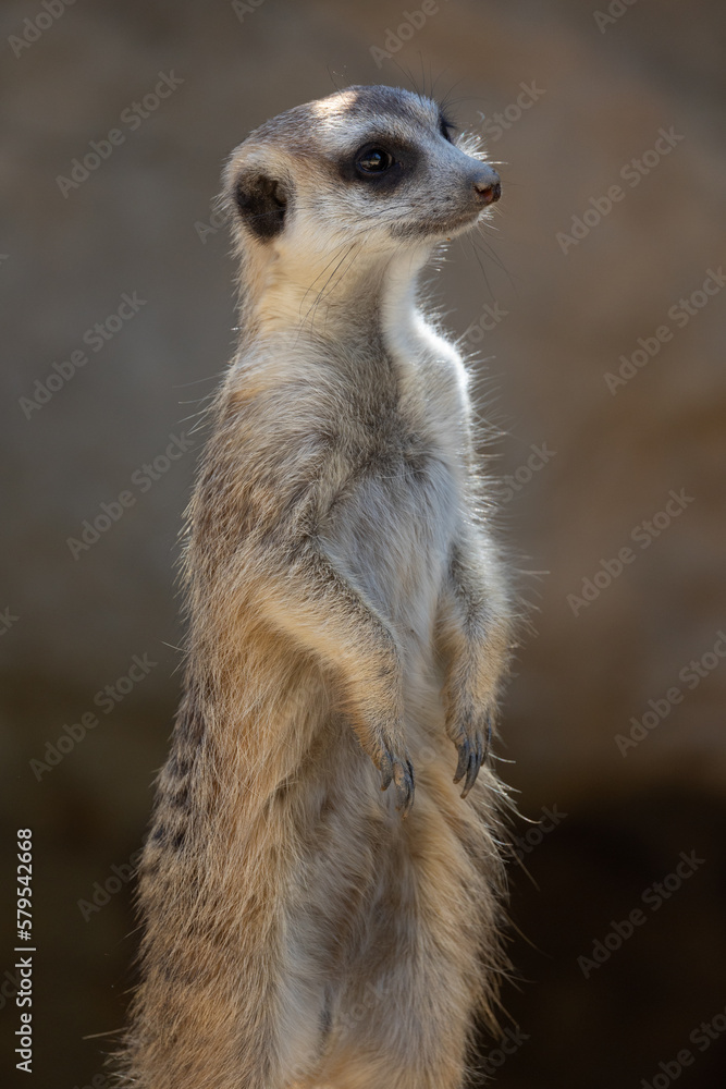 Isolated meerkat against a dark background Isolated meerkat against a dark background
