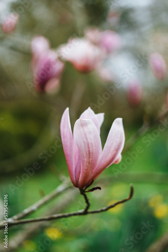 Beautiful magnolia flowers in Germany