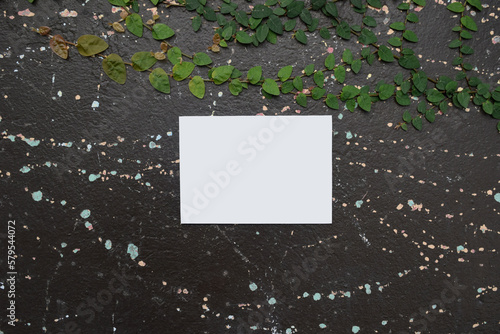 White Box over a leafy black wall