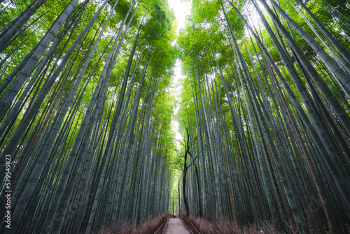 view of a beautiful bamboo forest background in the morning for tranquil mood