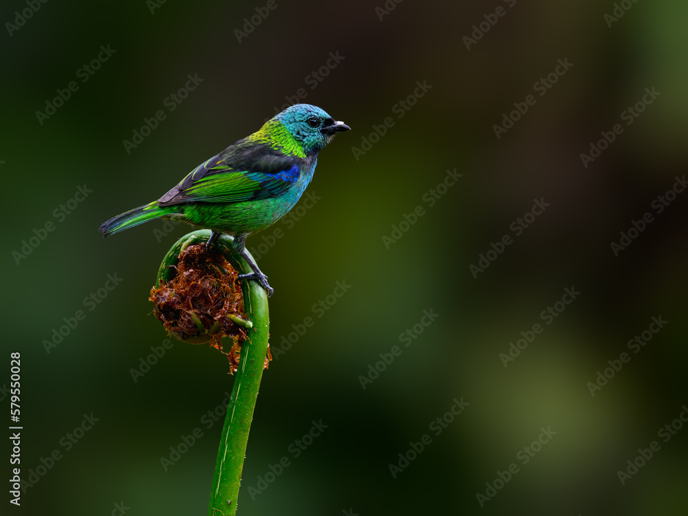 Green-headed Tanager portrait on a plant against dark green background