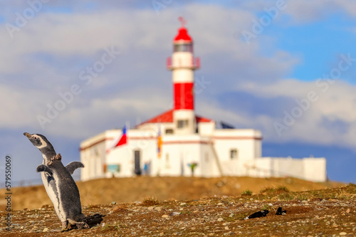 Magdalena Island, Chile