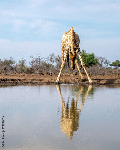 Lone Giraffe drinking from a Waterhole in Botswana, Africa