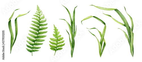 Green grass, fern leaves, herb, plants watercolor illustration set. Different kind field grass, wild herb element collection. Hand drawn botanical floral plant parts on white background