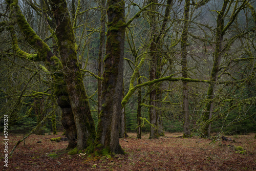 Mossy Trees, Olympic National Park © Zolt