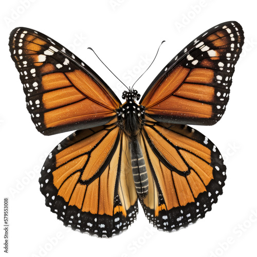 isolated orange monarch butterfly in flight, macro, png, transparent background, spring, summer, vertical, horizontal, close up, top view, side view, Generative AI