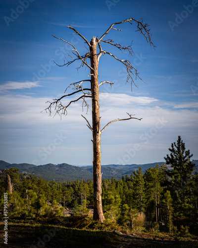tree in the mountains