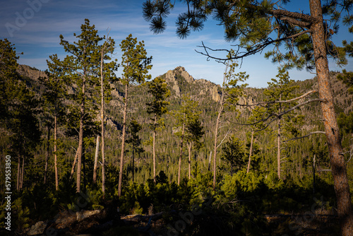 trees in the mountains