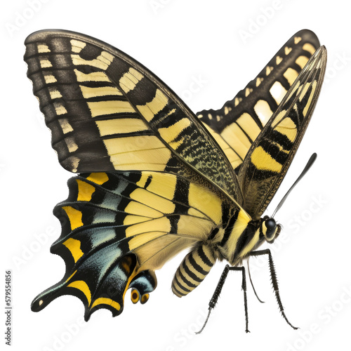 an isolated yellow eastern swallowtail butterfly, macro, png, transparent background, spring, summer, vertical, horizontal, close up, top view, side view, Generative AI