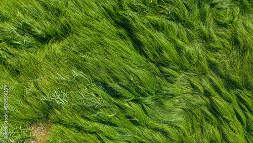 Aerial photography of Poyang Lake wetland landform in Jiangxi, China