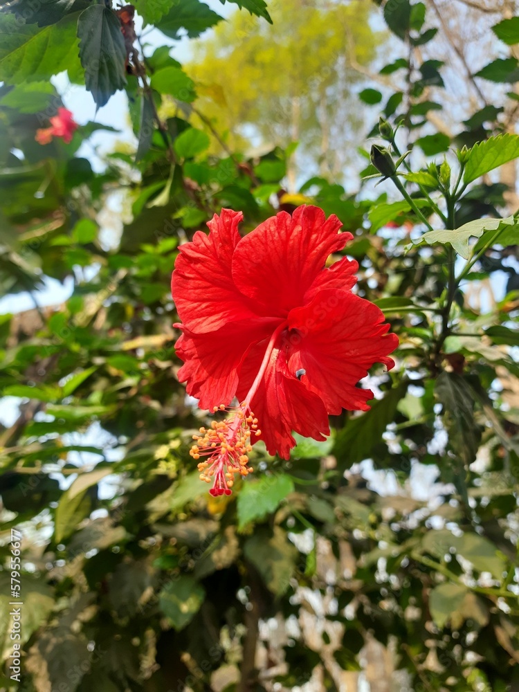 red hibiscus flower red hibiscus flower