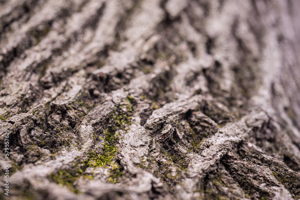 moss on tree trunk moss on tree trunk
