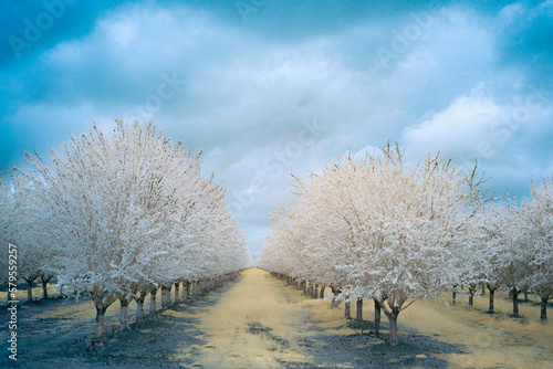 Blooming Almond orchard near Artois California, USA.  (false color infrared) photo