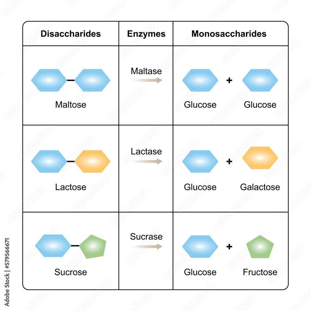 Scientific Designing of Disaccharides Digestion. Maltase, Sucrase and