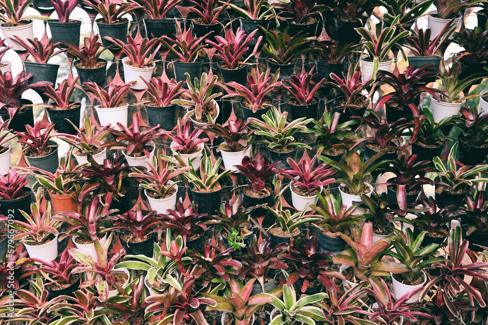 Bromeliads in pot hang it on a natural wall, Plant wall bromeliad flower in the garden Bromeliads in pot hang it on a natural wall, Plant wall bromeliad flower in the garden