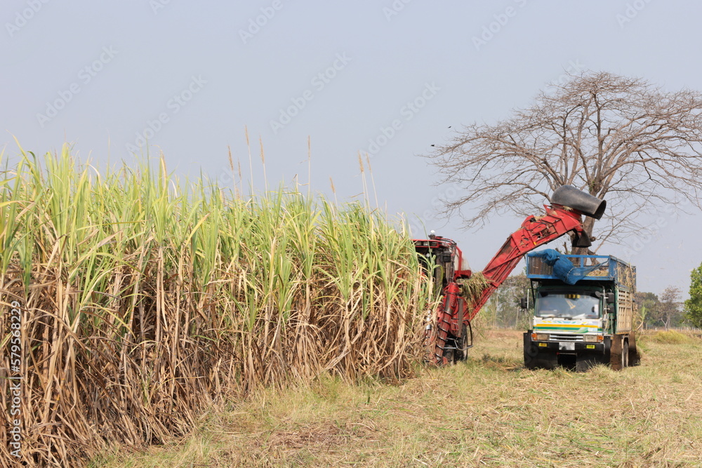 Obraz premium Sugarcane and the harvest in the fields. Rows of fresh sugarcane and tractor harvesting with farm trucks on blue sky background with copy space and selective focus.