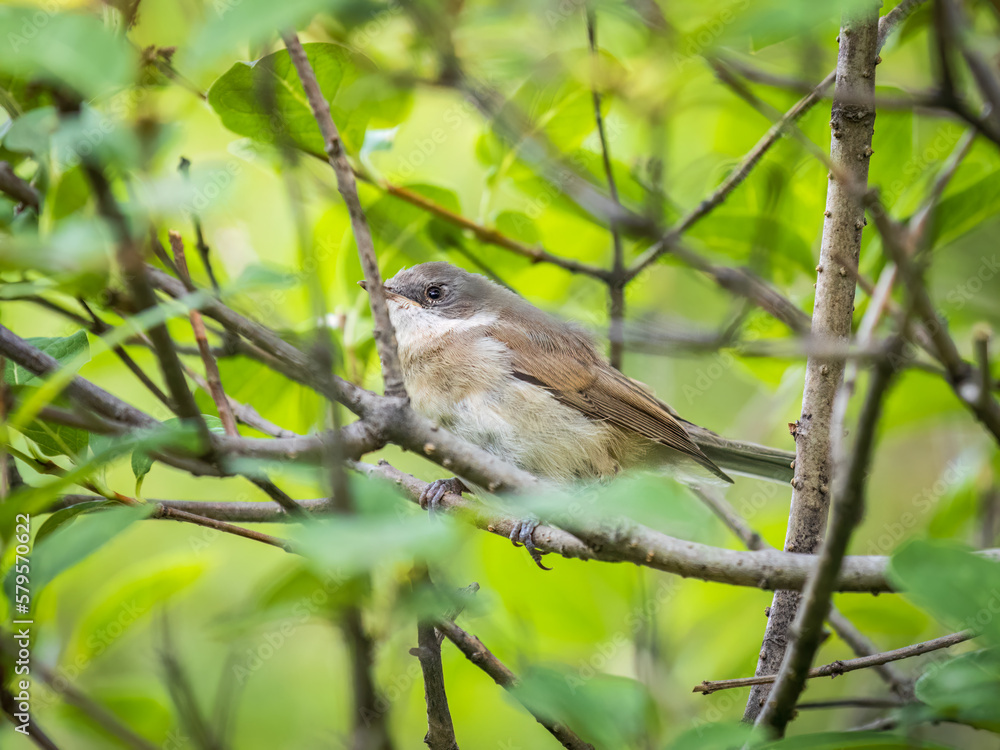 Common chiffchaff, lat. phylloscopus collybita, sitting on branch of bush in spring and looking for food Common chiffchaff, lat. phylloscopus collybita, sitting on branch of bush in spring and looking for food