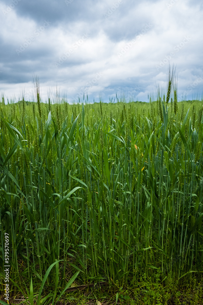 Obraz premium Wheat Field in rural Nashville, Tennessee