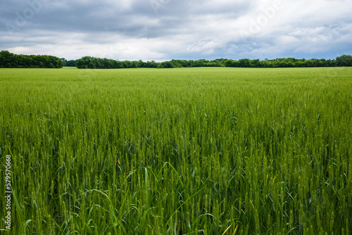 Wheat Field in rural Nashville  Tennessee