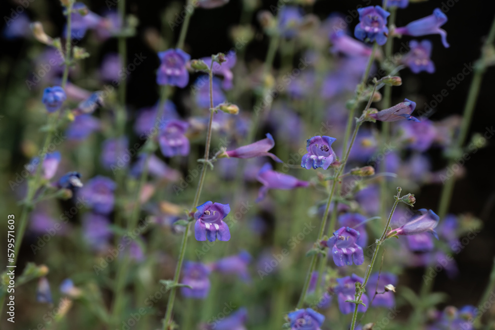Fototapeta premium Purple Penstemon Flowers Look Like They are Singing