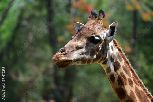 African Wildlife in the Zoo © Cesur