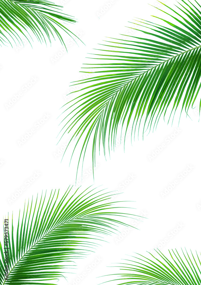Fototapeta premium Palm leaves or Leaves of coconut, tropical leaf isolated. PNG transparency
