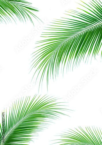 Palm leaves or Leaves of coconut  tropical leaf isolated. PNG transparency