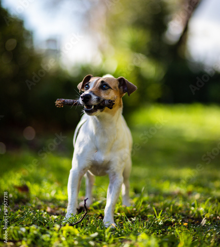Piccolo cane che gioca nel parco