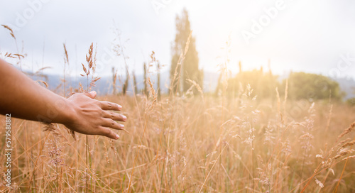 Summer Bliss  Hand Stroking Sun-Drenched Meadow