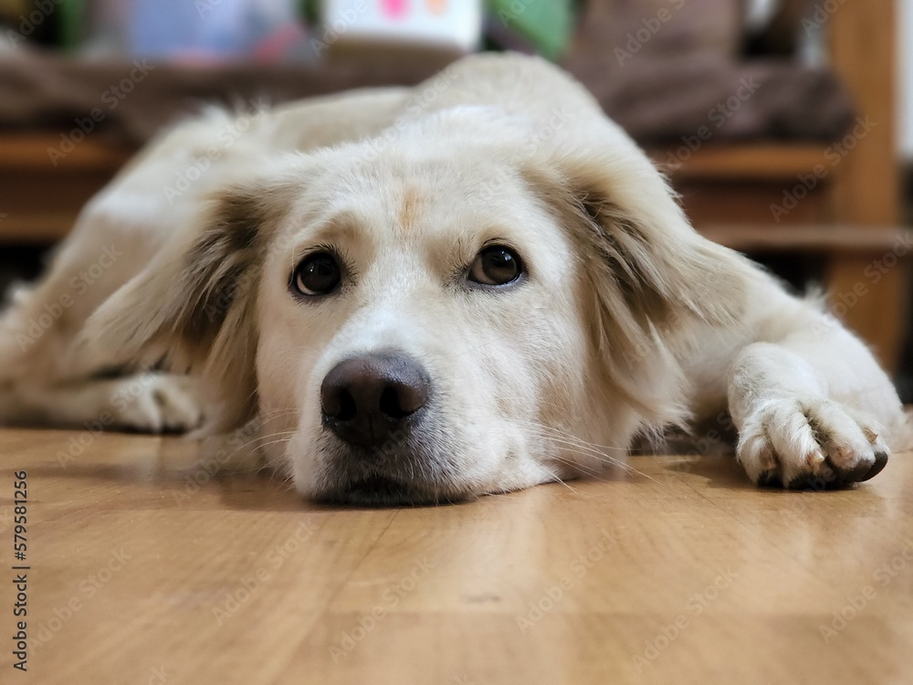 An attentive dog