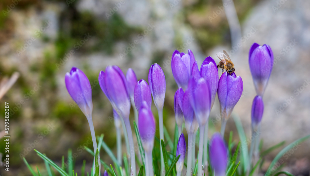 Bee on blooming purple flower of the Crocus tommasinianus plant Bee on blooming purple flower of the Crocus tommasinianus plant